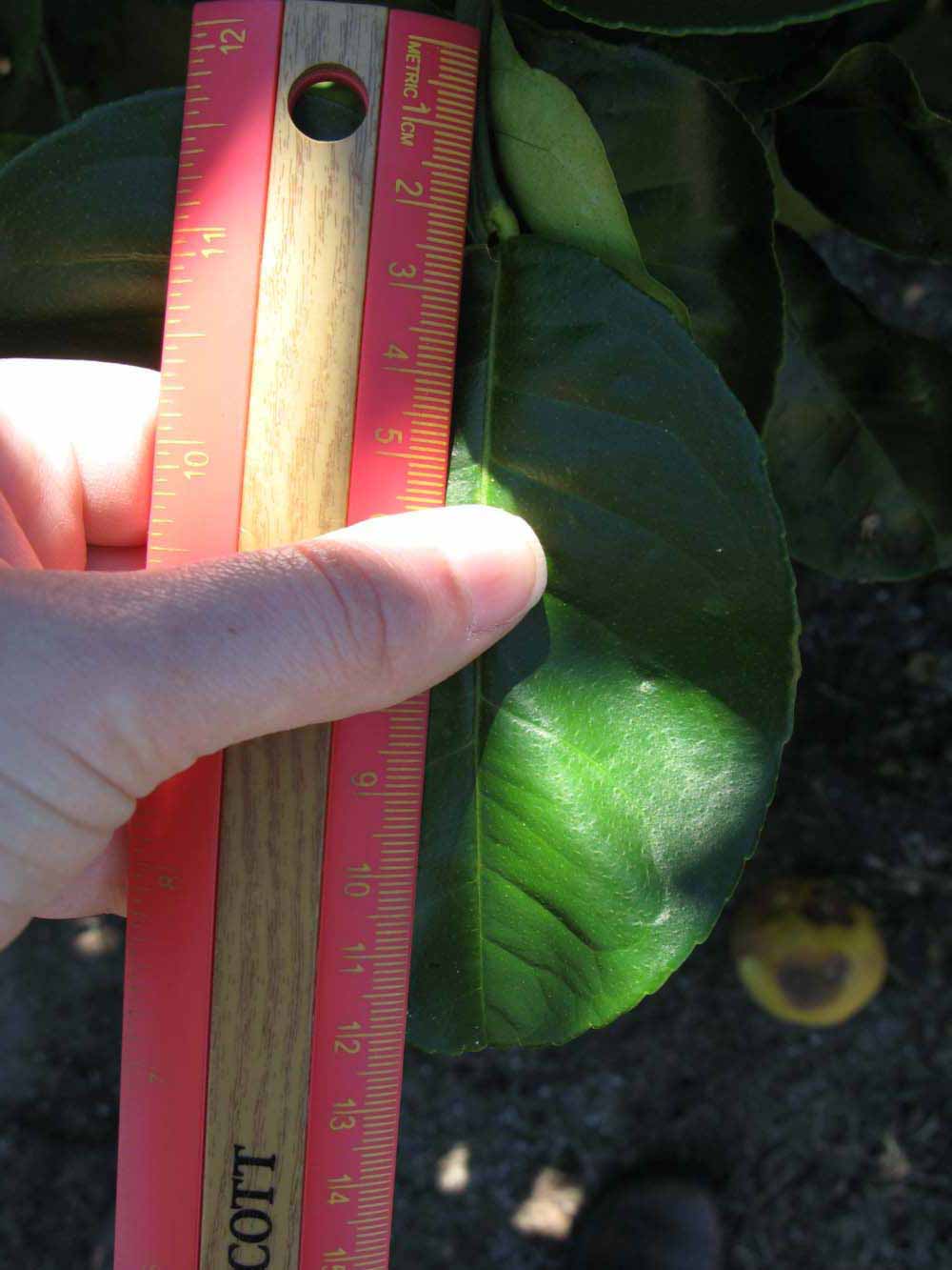              Unifoliolate leaf (Winter Haven, FL)       